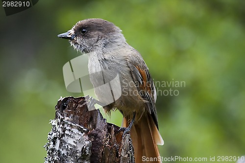 Image of siberian jay