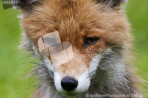 Image of red fox