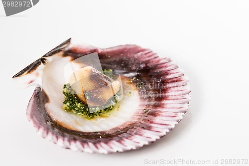 Image of Studio closeup of seared scallops