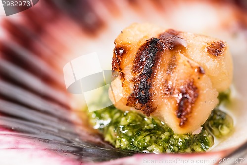 Image of Studio closeup of seared scallops