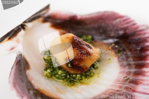 Image of Studio closeup of seared scallops