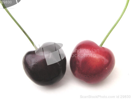 Image of morello cherries