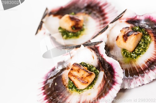 Image of Studio closeup of seared scallops