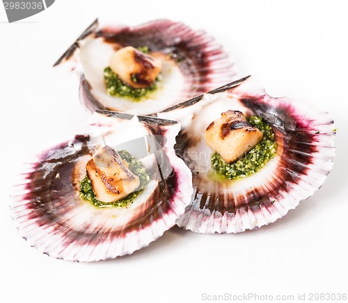 Image of Studio closeup of seared scallops