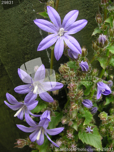 Image of million bells