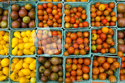 Image of Organic Tomatoes