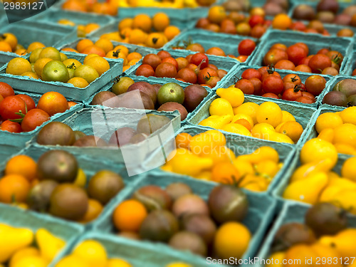 Image of Organic Tomatoes