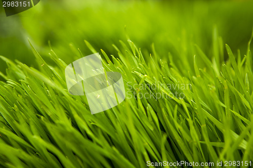 Image of Grass