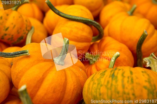 Image of Organic Pumpkins