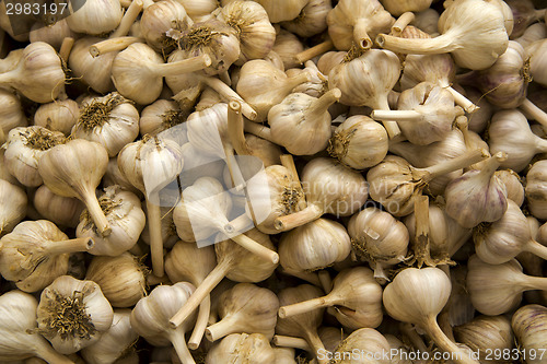 Image of Organic Garlics