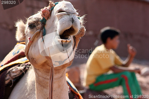Image of Camel with cameldriver