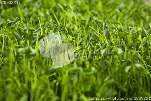 Image of Organic Sweet Peas