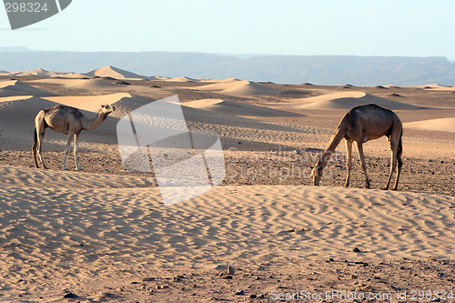 Image of Camels in the Sahara