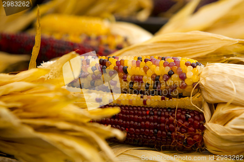 Image of Organic Corn