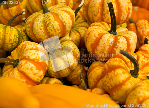 Image of Organic Pumpkins
