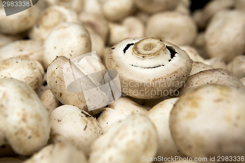 Image of Organic Mushrooms