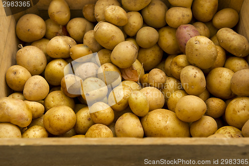 Image of Organic Potatoes