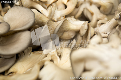 Image of Organic Mushrooms