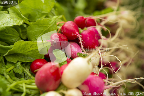 Image of Organic Radishes