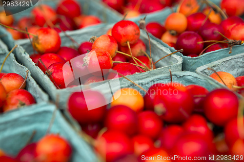 Image of Crabapples