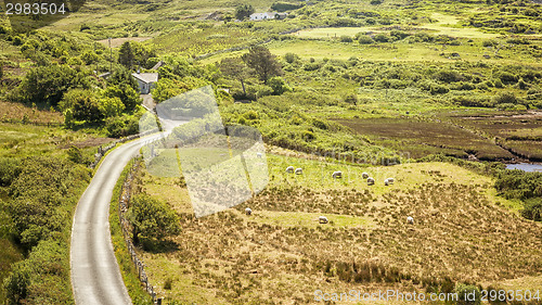 Image of sheeps Ireland