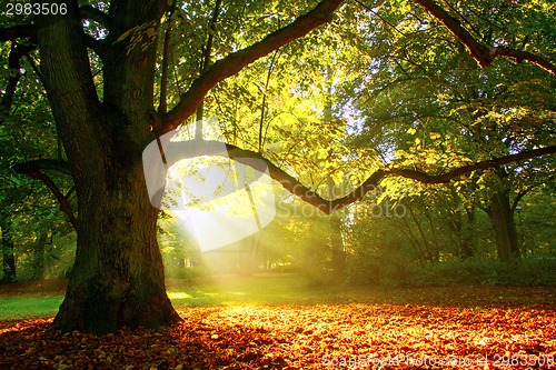 Image of Mighty oak tree  