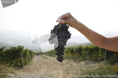 Image of Ripe Nebbiolo grapes