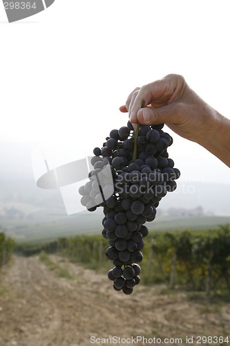 Image of Ripe Nebbiolo grapes
