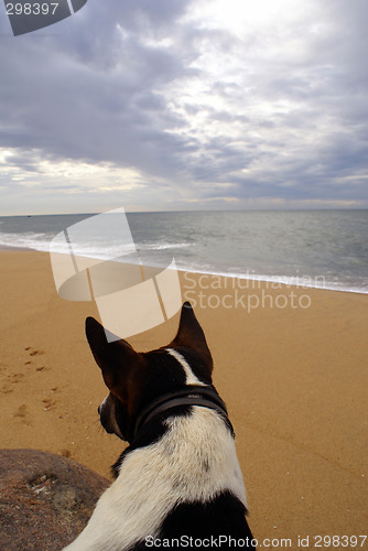 Image of Dog on the sea shore