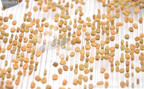 Image of Sprouting fenugreek