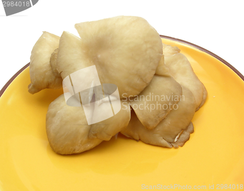 Image of Oyster mushrooms on ceramic plate on white