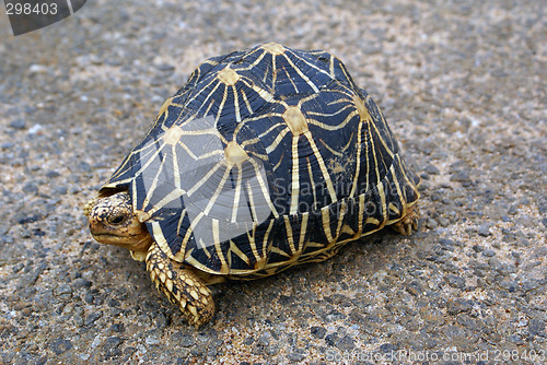 Image of Star tortoise on the road