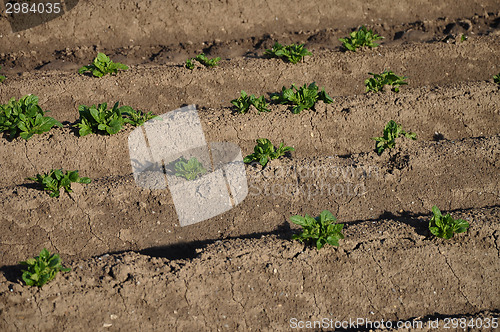 Image of Potato field