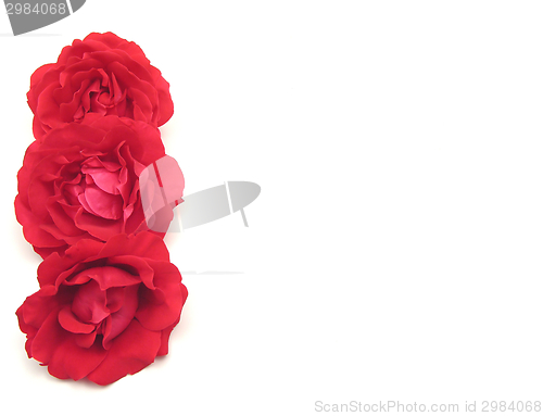 Image of Three red roses on the left side of white background