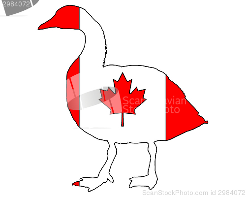 Image of Canada goose 