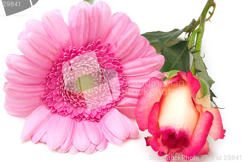 Image of zinnia and rosebud