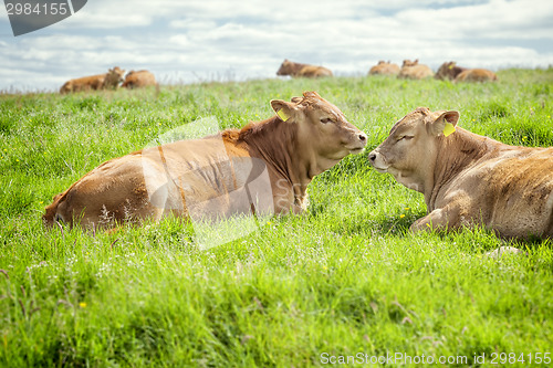 Image of irish cows