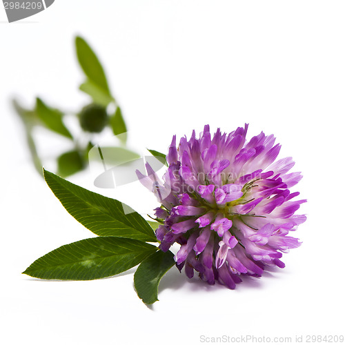 Image of Red clover
