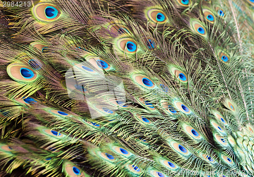 Image of Bird feathers. Peacock