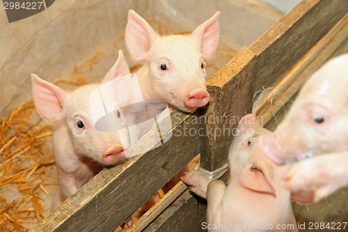 Image of Piglets in pen
