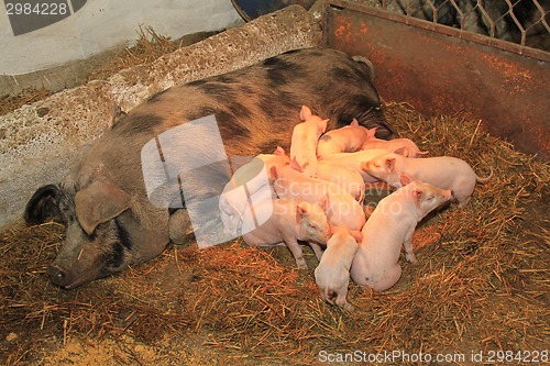 Image of Suckling piglets