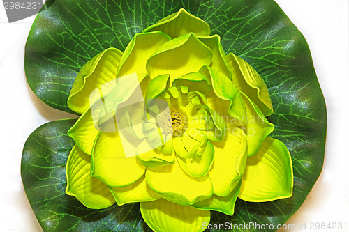 Image of Oriental flower