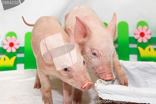 Image of Two piglets