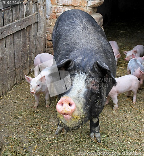 Image of Black sow