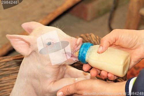 Image of Bottle feed piglet