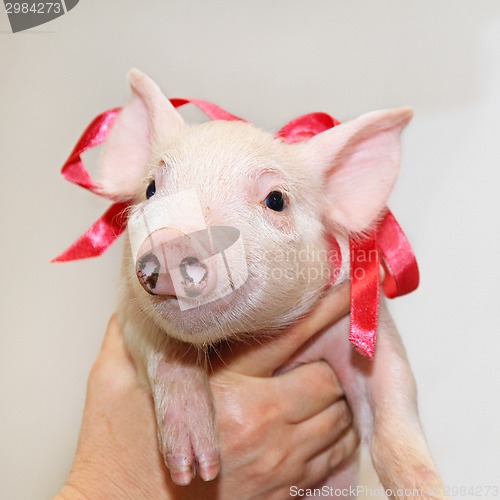 Image of Piglet with bow