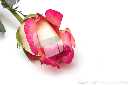 Image of single rosebud