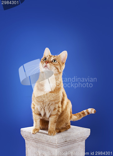 Image of Ginger Cat