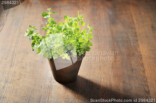 Image of Oregano