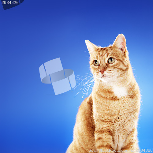Image of Ginger Cat